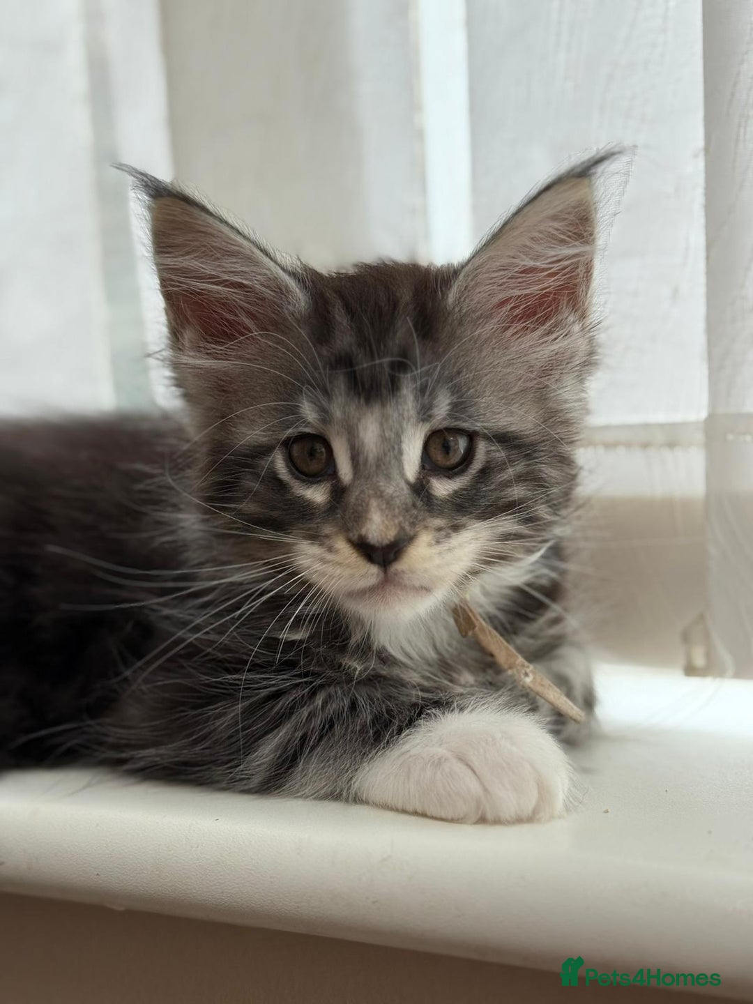 Maine Coon cats for sale: 2 Beautiful pedigree TICA reg Maine Coon kittens - Image 9