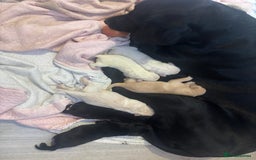 Labrador Retriever dogs for sale:  Labrador puppies - Image 1