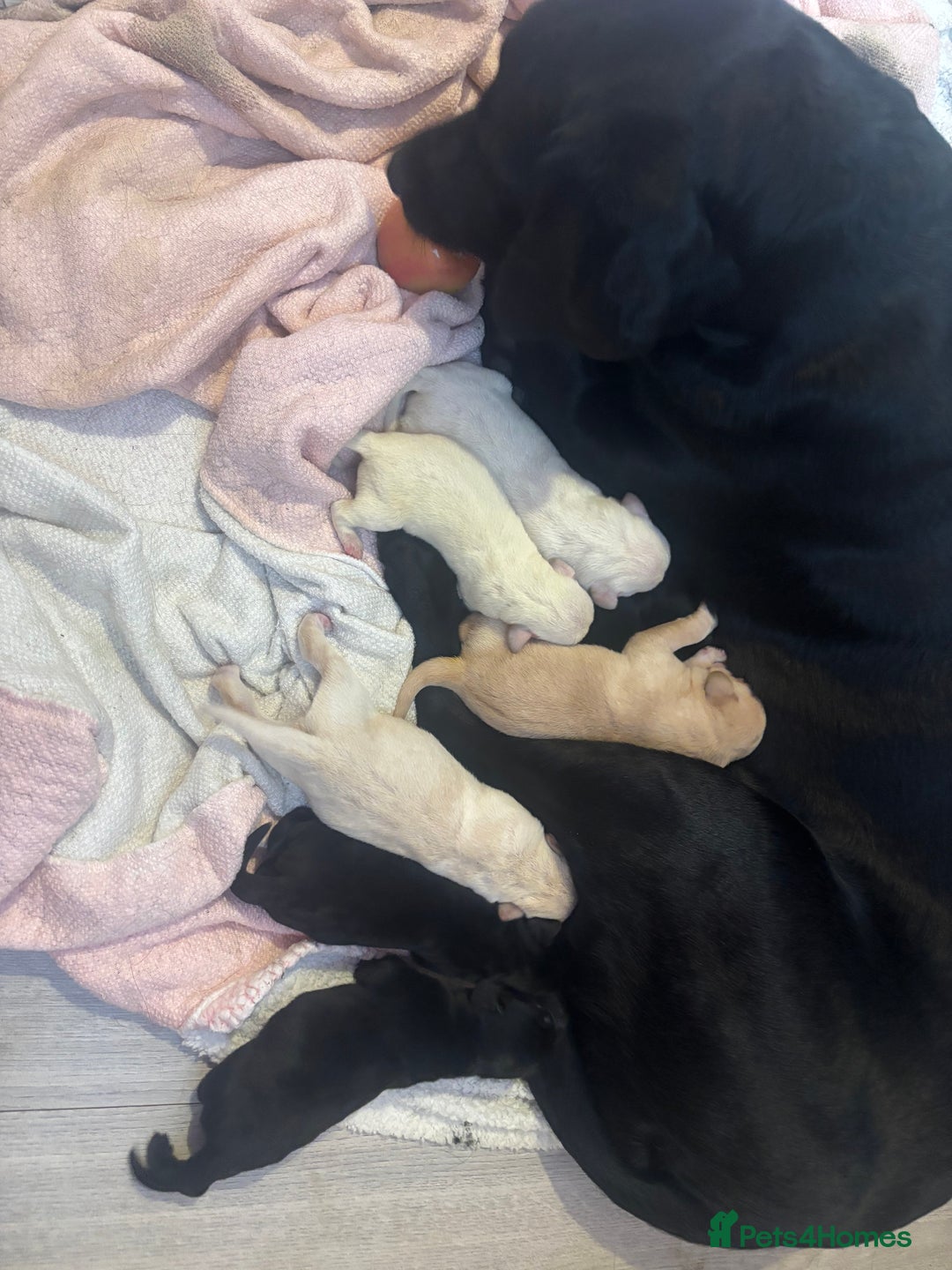 Labrador Retriever dogs for sale:  Labrador puppies - Image 1