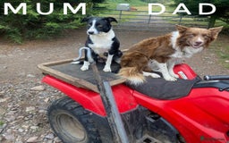 Border Collie dogs for sale: Fabulous Border Collie pups black, white, red. - Image 12
