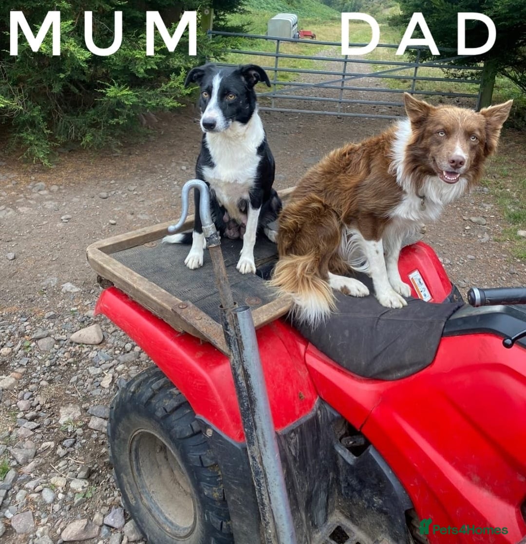 Border Collie dogs for sale: Fabulous Border Collie pups black, white, red. - Image 12