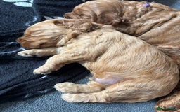Cockapoo dogs for sale: Gorgeous F2 Cockapoo Puppies - Image 4