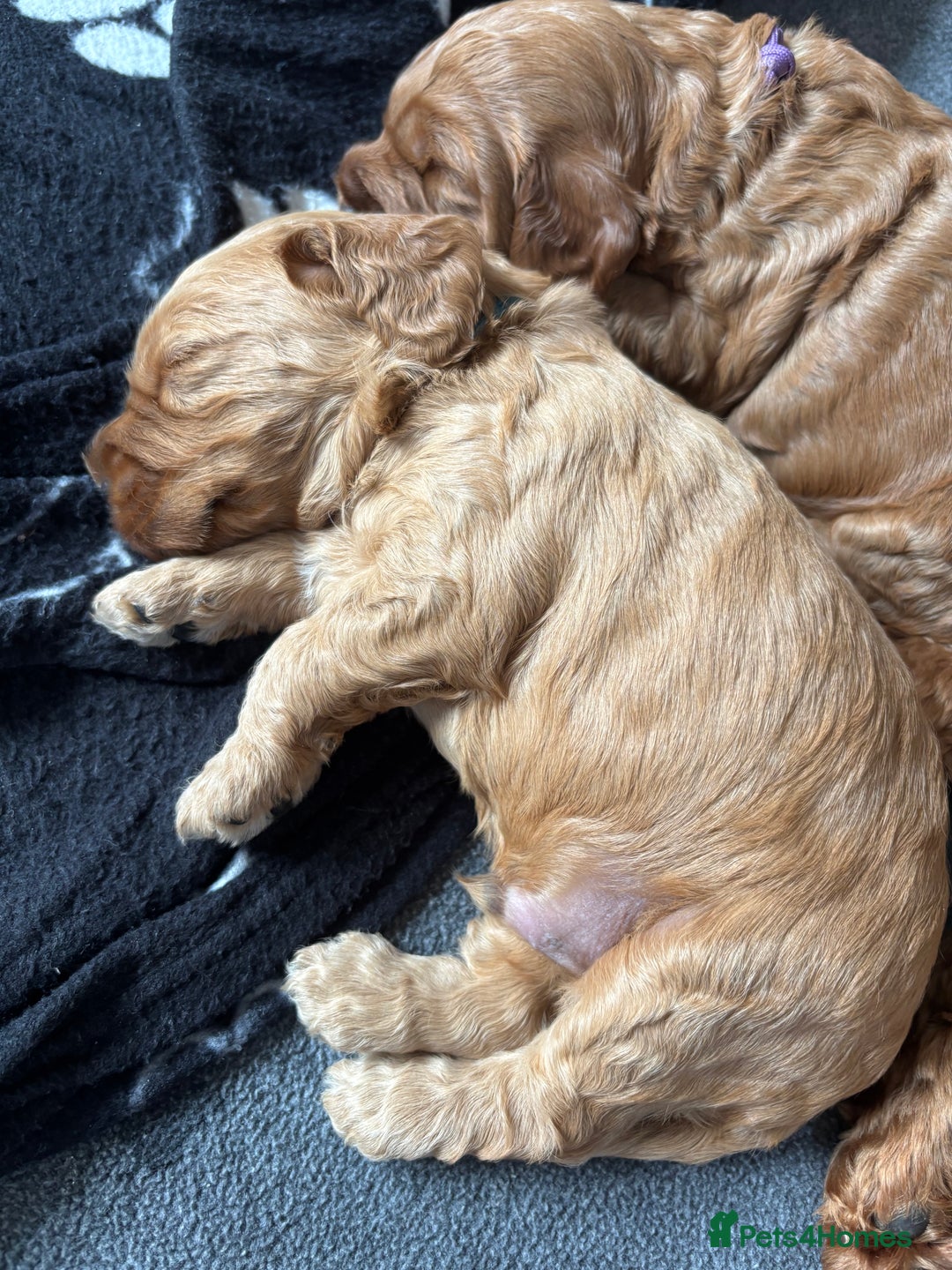 Cockapoo dogs for sale: Gorgeous F2 Cockapoo Puppies - Image 4