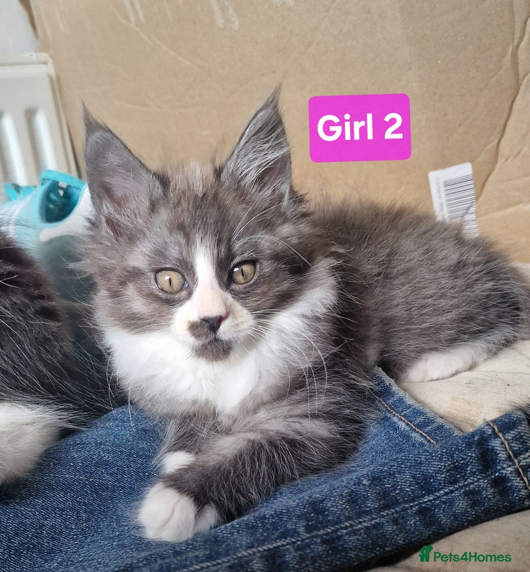 Maine Coon cats for sale: Gorgeous Half Maine Coon Boys and Girls  - Image 26