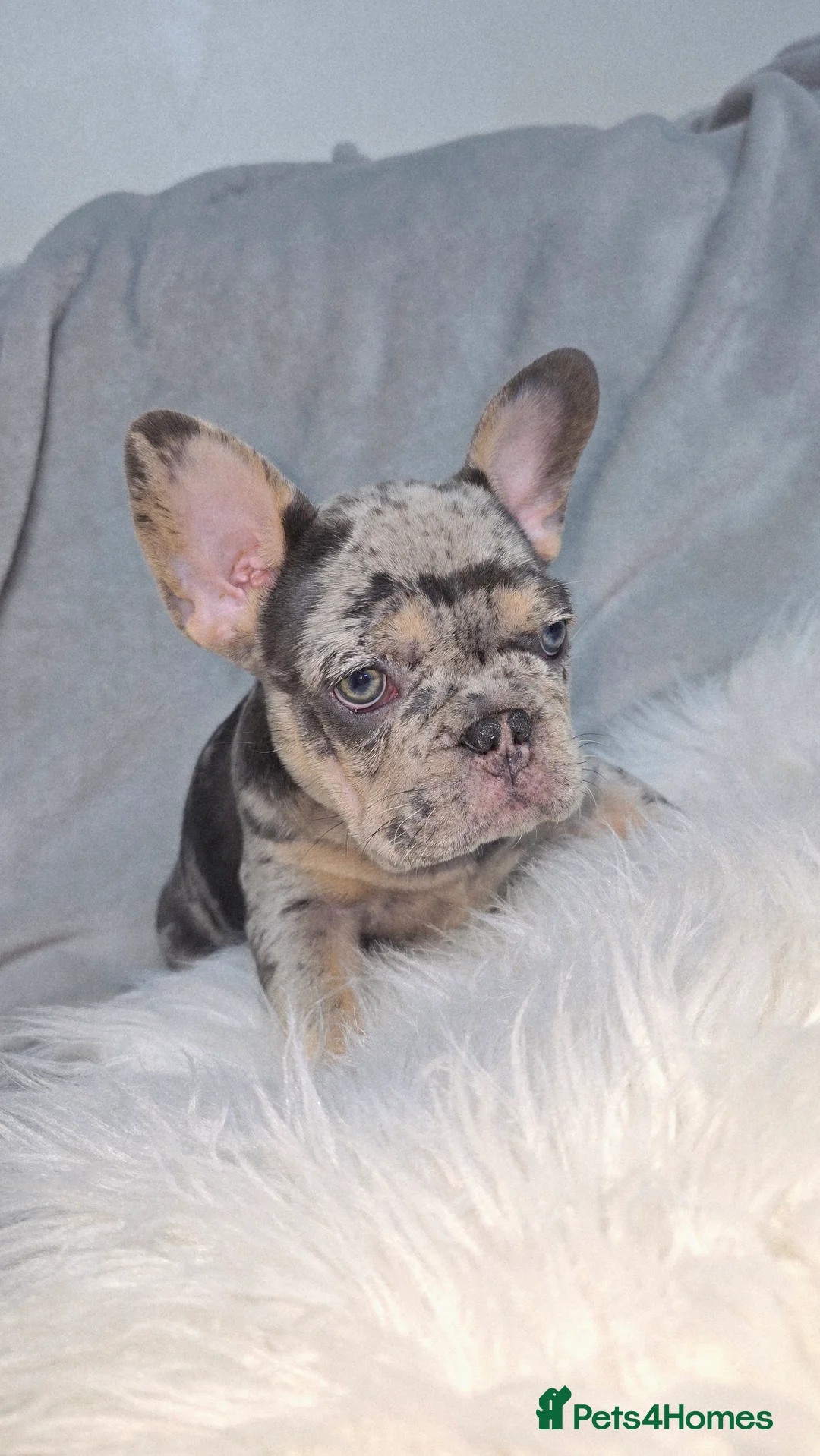 French Bulldog dogs for sale:  french bulldog puppies ( ready now )  - Advert 14
