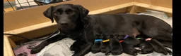Labrador Retriever dogs for sale: 2 beautiful boys unreserved from first litter  - Advert 8