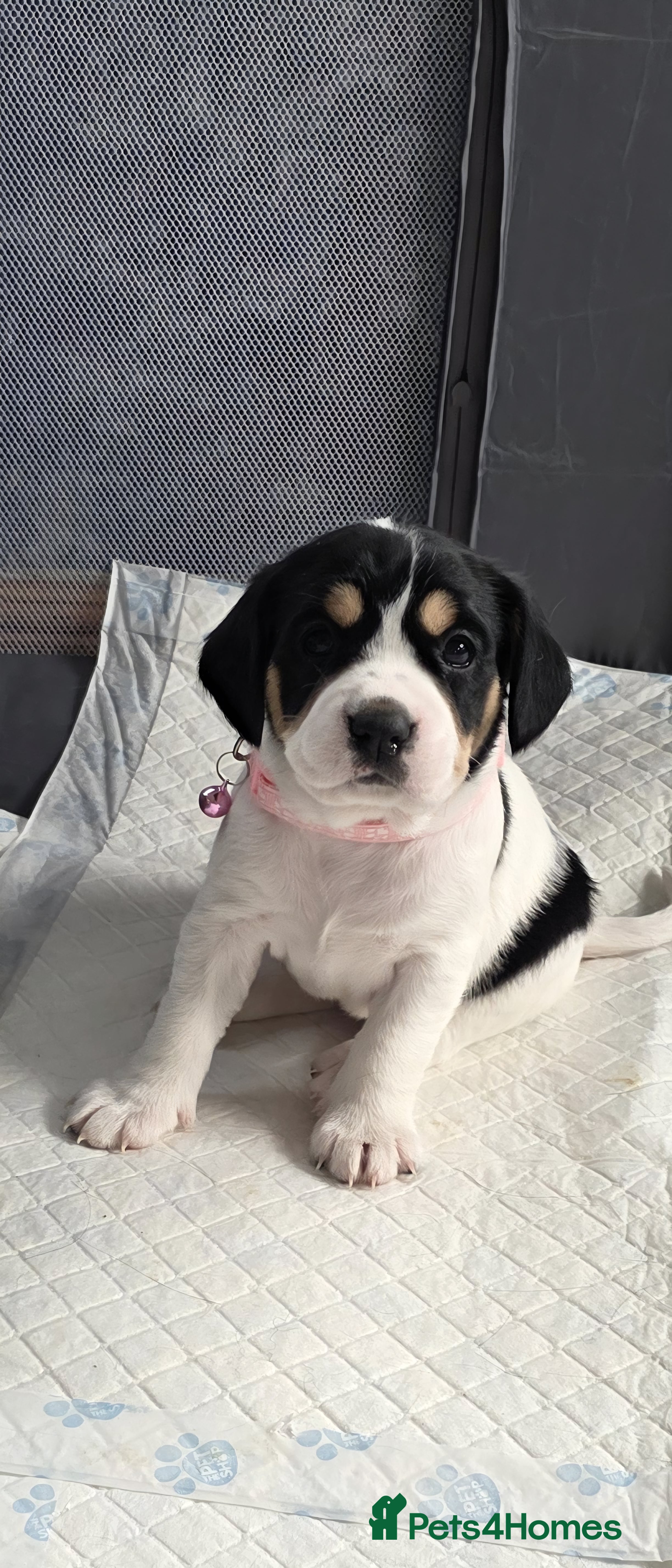 Mixed Breed dogs king charles cavalier x springer spaniel - Advert 1