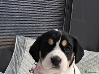 Mixed Breed dogs king charles cavalier x springer spaniel - Advert 1