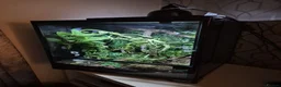 Gecko reptiles for sale: crested gecko for rehoming  in Leyland - Advert 6