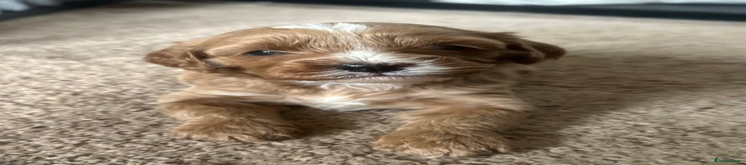 Cavapoo Puppy 2