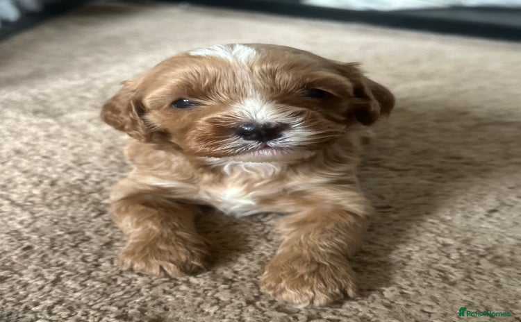 Cavapoo dogs - Advert 2