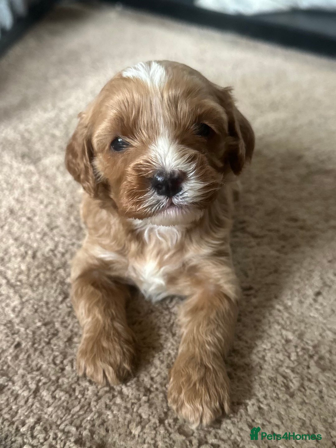 Cavapoo dogs for sale: 🐶 Beautiful Red Cavapoo Puppies – Ready November  - Image 10