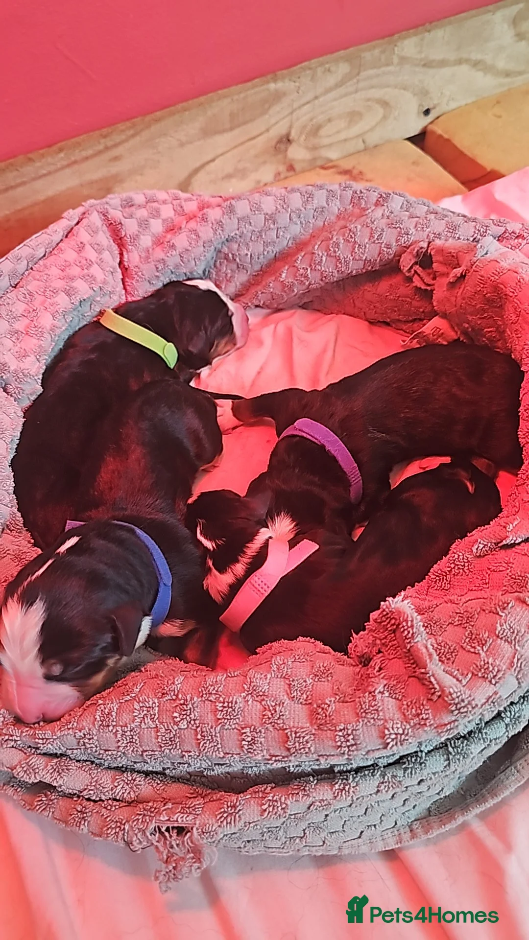 Bernese Mountain Dog dogs for sale: 3 Beautiful Bernese Mountain Dog Girls Available - Advert 20