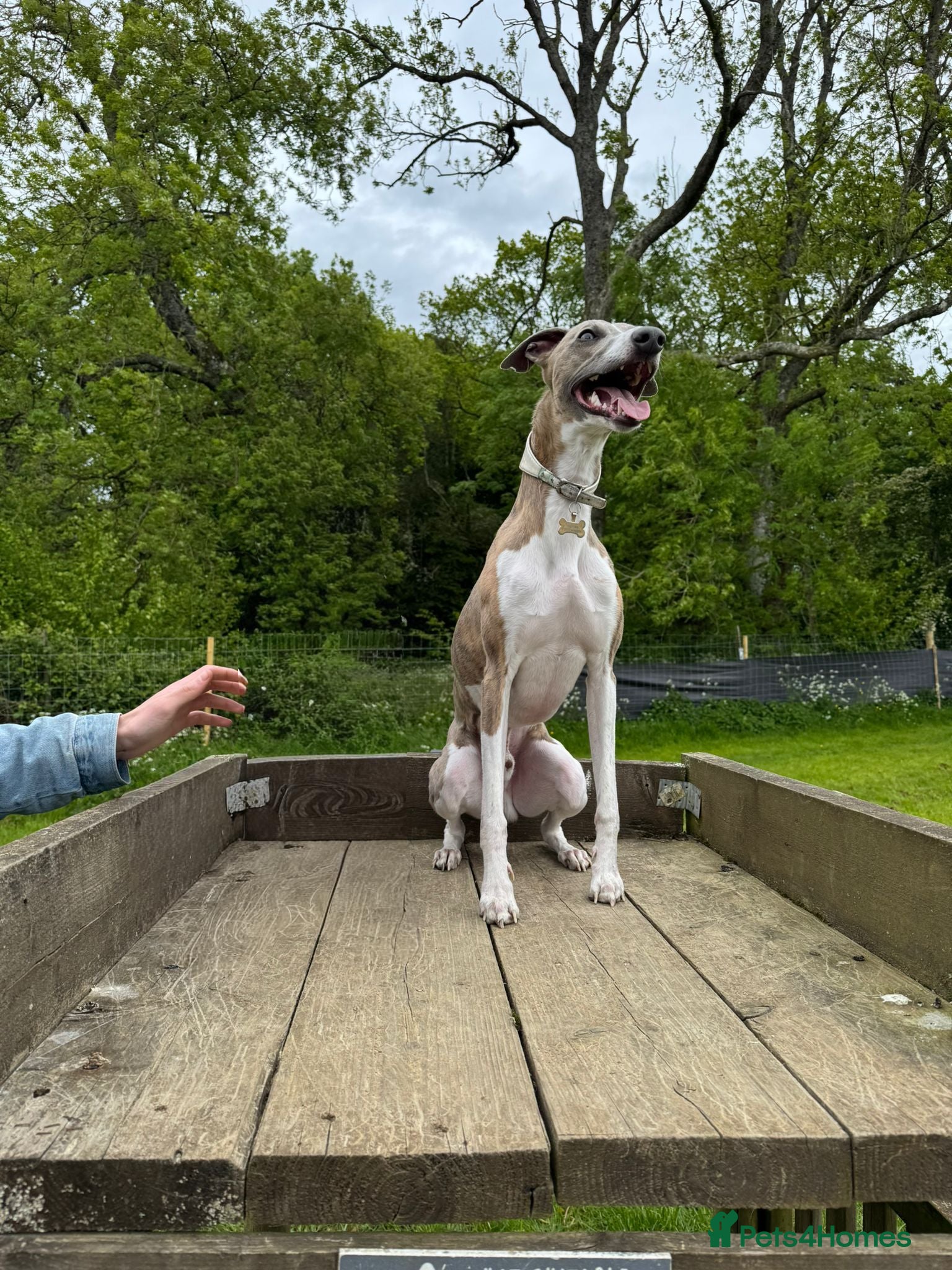 Whippet dogs KC registered stud, big, based in Hampshire - Advert 5