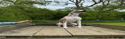 Whippet dogs for stud: KC registered stud, big, based in Hampshire - Advert 2