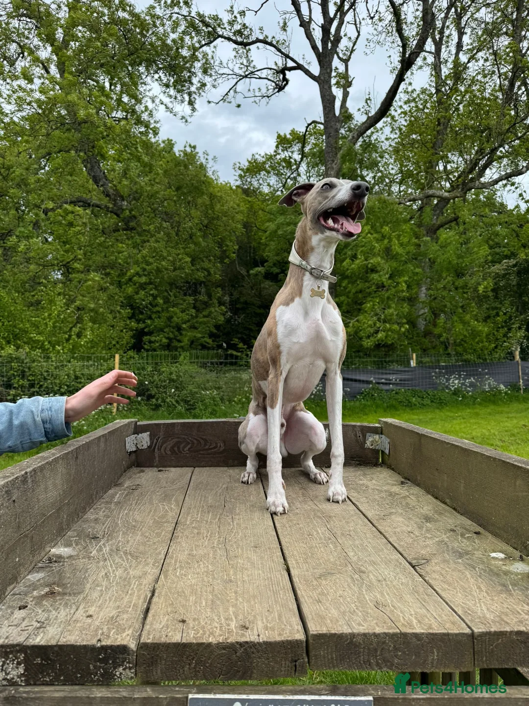 Whippet dogs for stud: KC registered stud, big, based in Hampshire - Advert 2