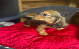 Miniature Dachshund dogs for sale: minature long haired daschund  - Image 8