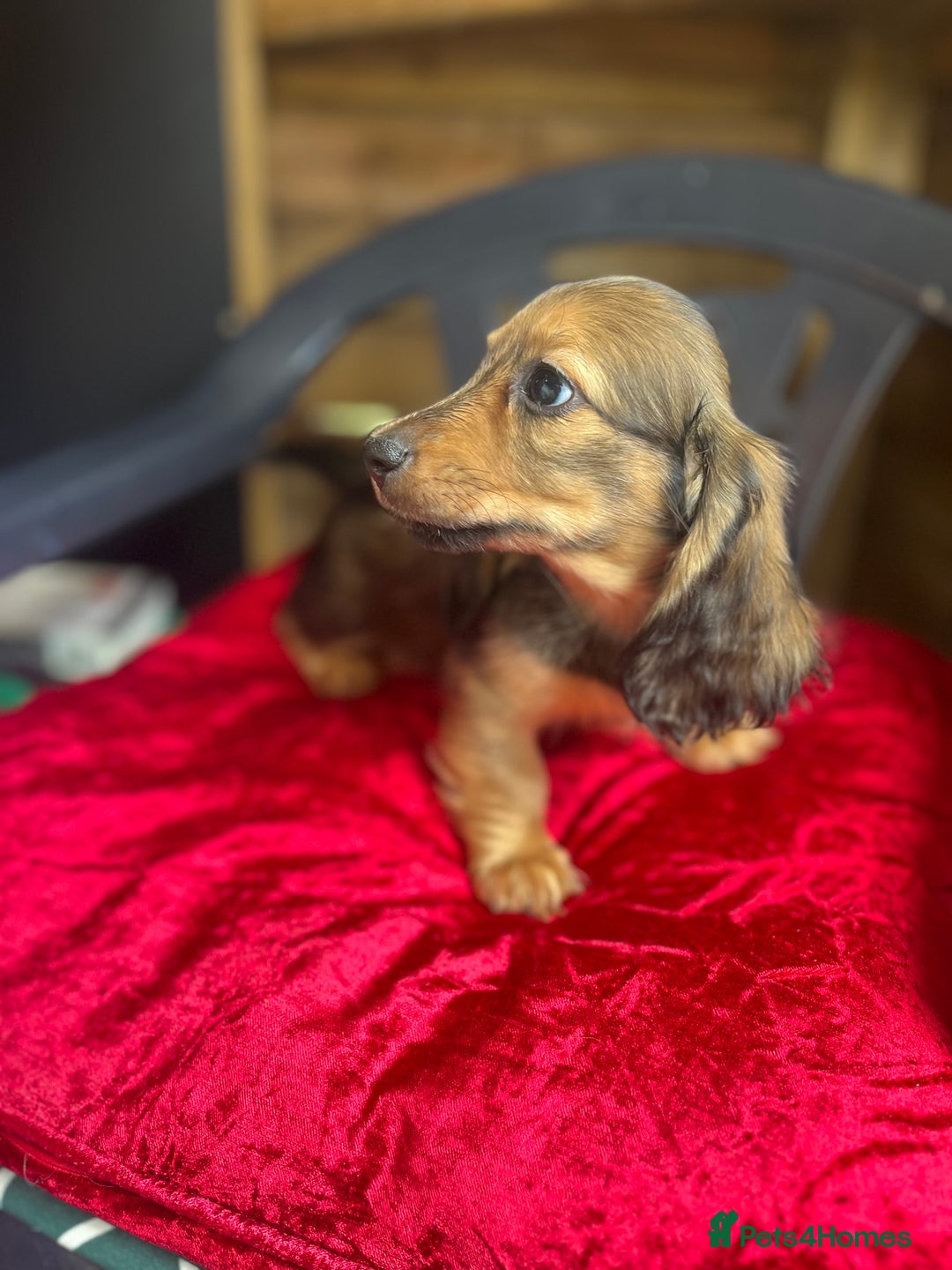 Miniature Dachshund dogs for sale: minature long haired daschund  - Image 8