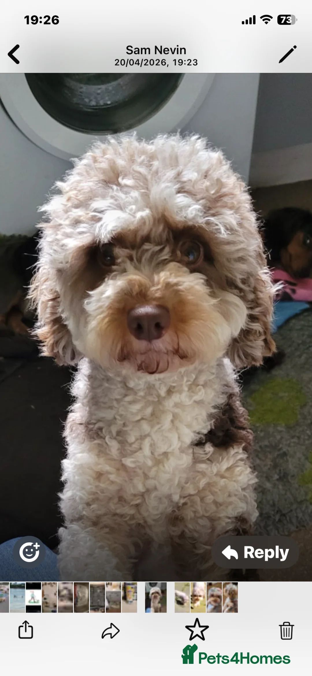 Cavapoo dogs for sale: Choc merle cavapoo girl in Manchester - Advert 1