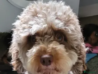 Cavapoo dogs Choc merle cavapoo girl - Advert 8