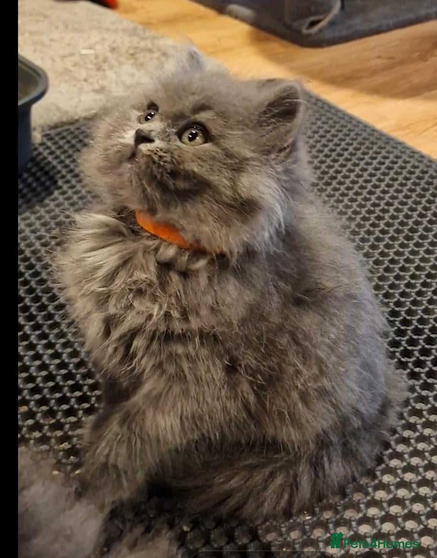 British Longhair cats Adorable British Blue longhair kittens - Advert 6