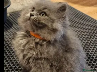 British Longhair cats Adorable British Blue longhair kittens - Advert 6