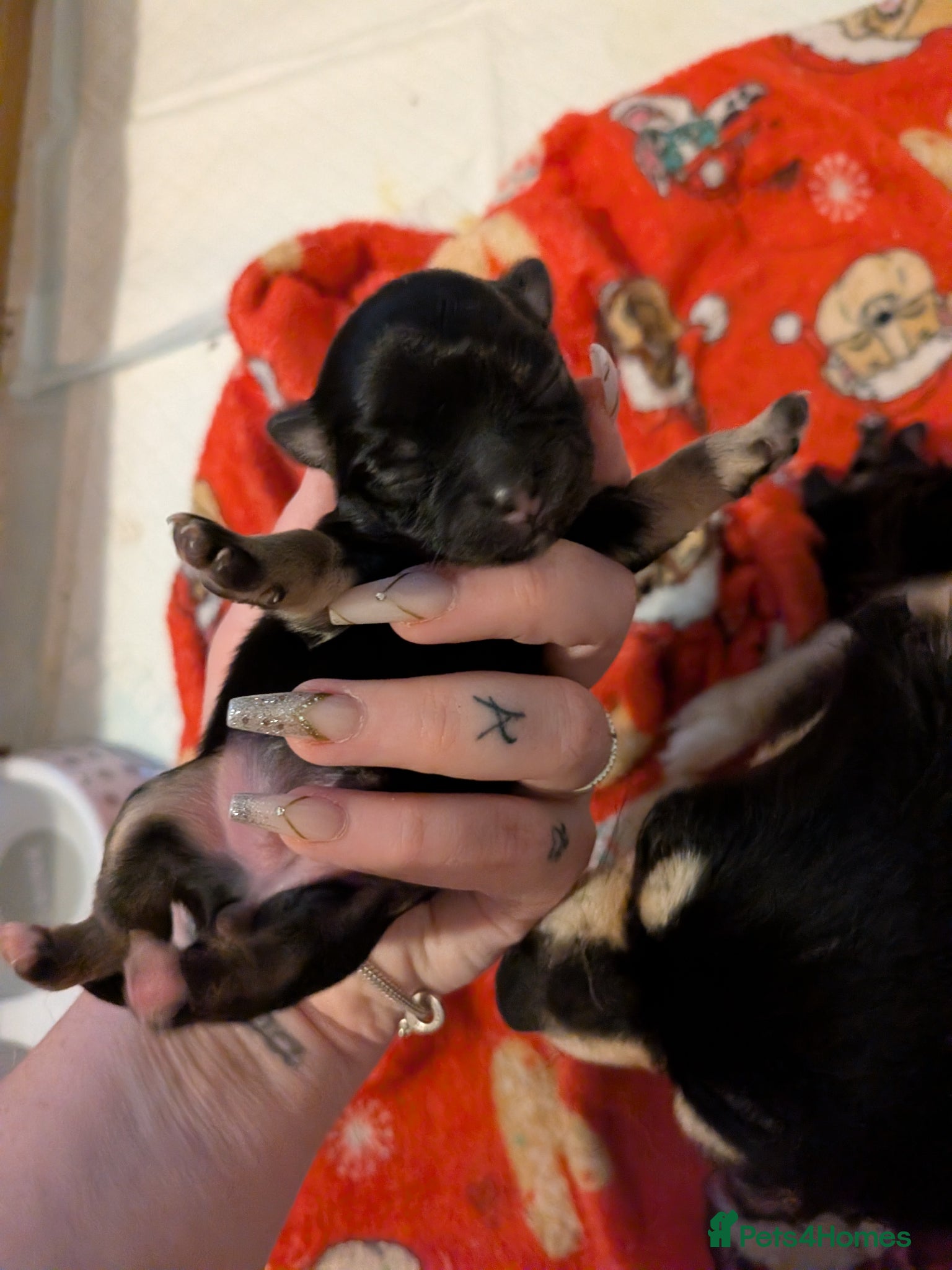 Chihuahua dogs for sale: 2 Beautiful Chihuahua pups - Advert 2