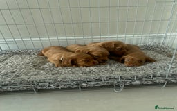 Cocker Spaniel dogs for sale: Cocker Spaniel puppies (ready 18/7/25) - Image 2