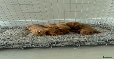 Cocker Spaniel dogs - Advert 8