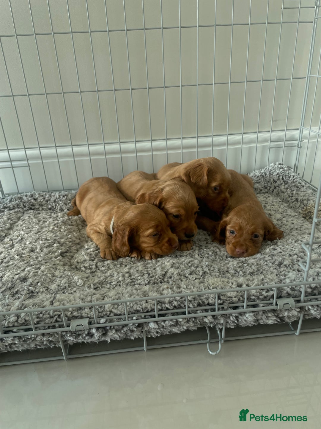 Cocker Spaniel dogs for sale: Cocker Spaniel puppies (ready 18/7/25) - Image 2