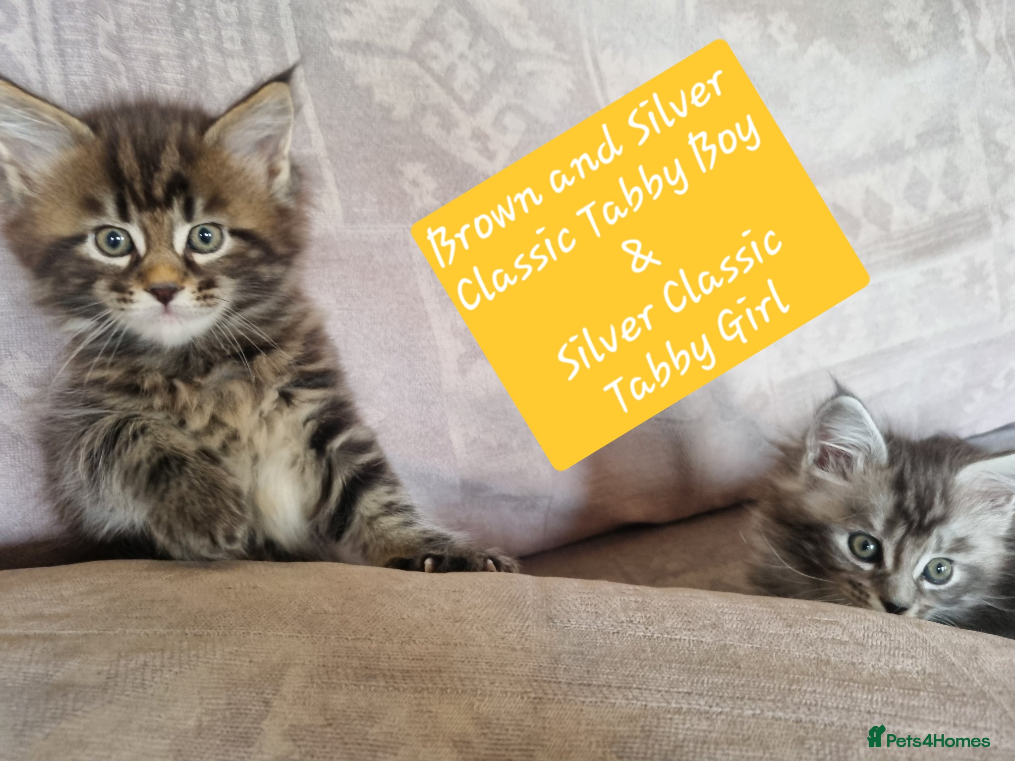 Maine Coon cats Maine Coon Kittens  - Advert 1