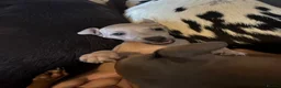 Italian Greyhound dogs for sale: KC Reg fawn male Italian greyhound READY NOW - Advert 8