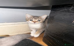 Domestic Shorthair cats for sale: 4 beautiful domestic shorthairs for sale  - Image 7