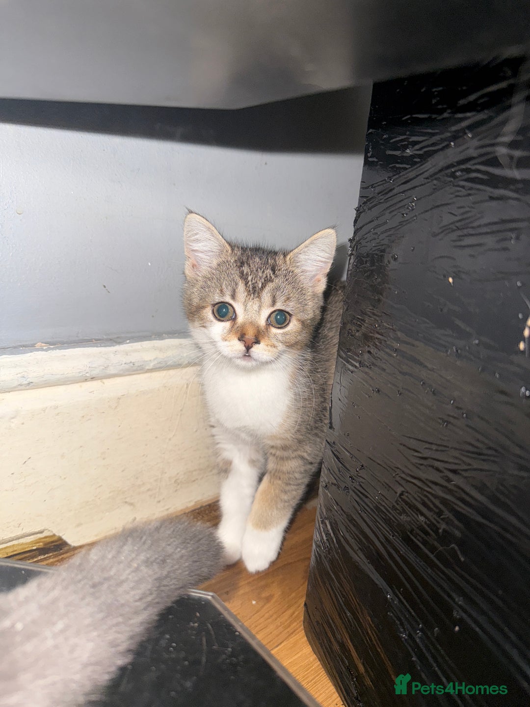 Domestic Shorthair cats for sale: 4 beautiful domestic shorthairs for sale  - Image 7