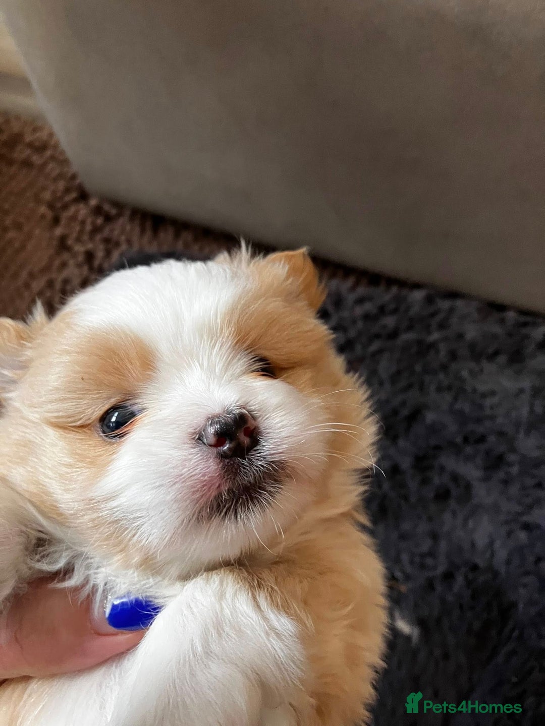 Mixed Breed dogs for sale: Pomeranian Puppies - £1,500 each - Image 2