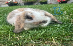 Mini Lop rabbits for sale: Mini Lop Rabbits For Sale  - Image 15