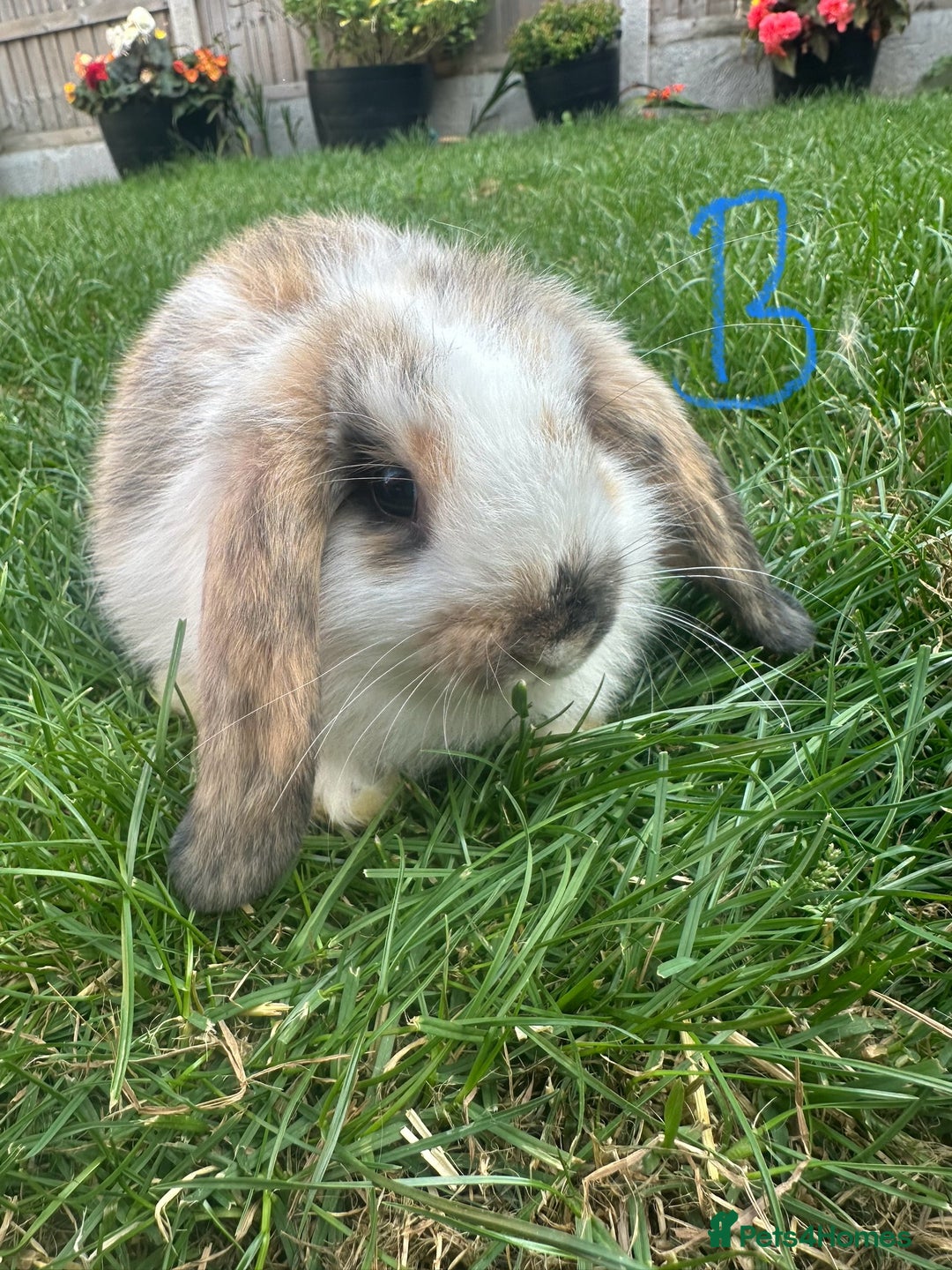 Mini Lop rabbits for sale: Mini Lop Rabbits For Sale  - Image 15