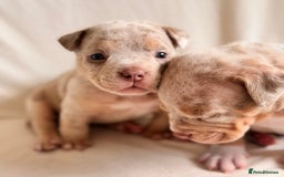 American Bully dogs for sale: Pocket Bully Puppies For Sale📲✅ - Image 2