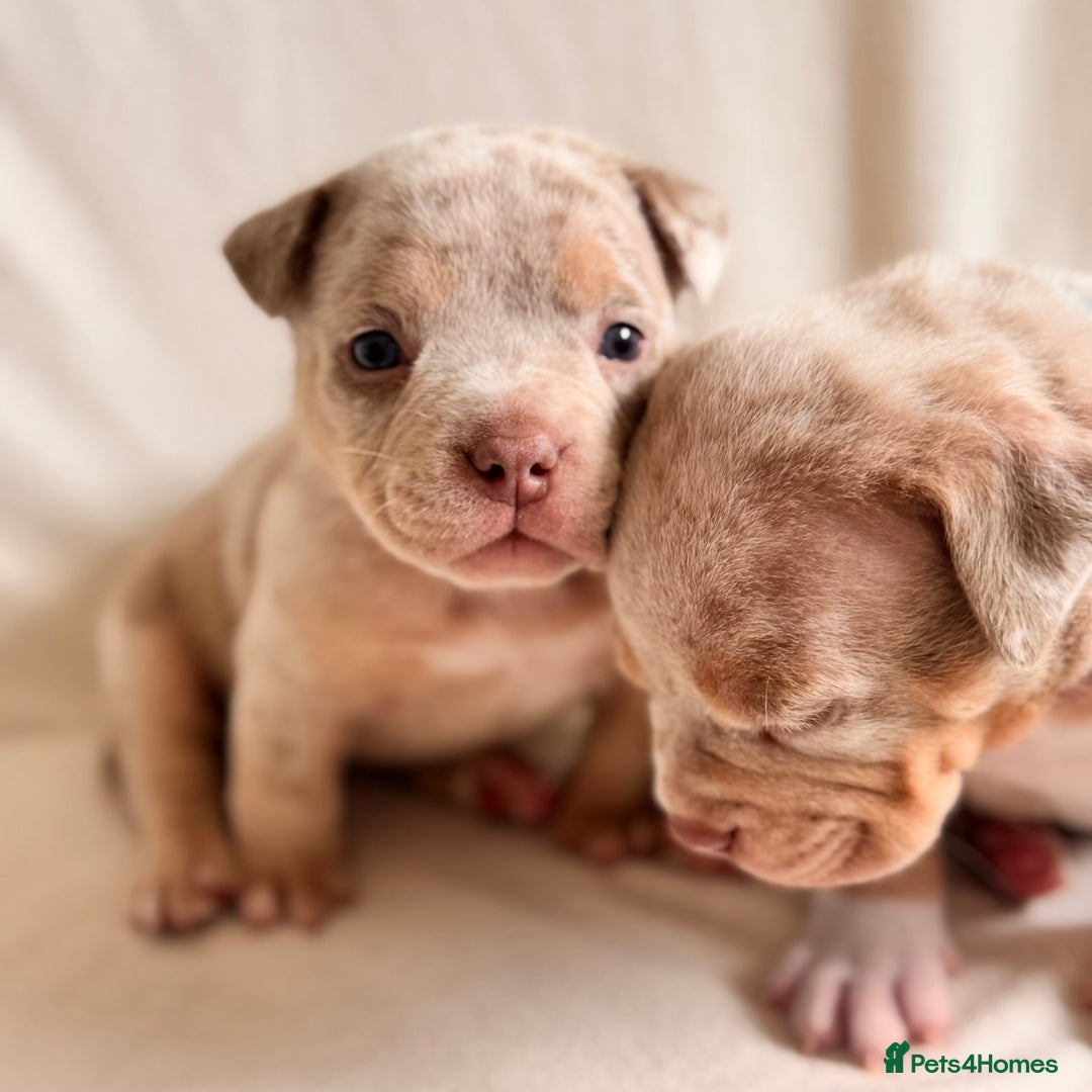 American Bully dogs for sale: Pocket Bully Puppies For Sale📲✅ - Image 2