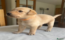 Labrador Retriever dogs for sale: Working/Active Pet - Image 14