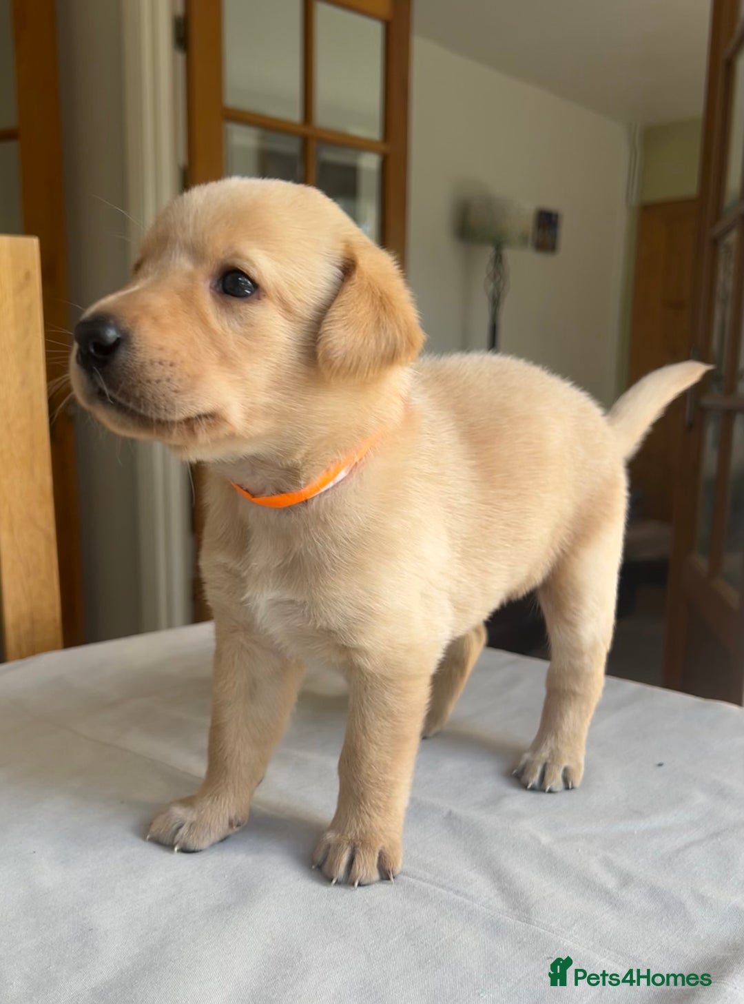 Labrador Retriever dogs for sale: Working/Active Pet - Image 14