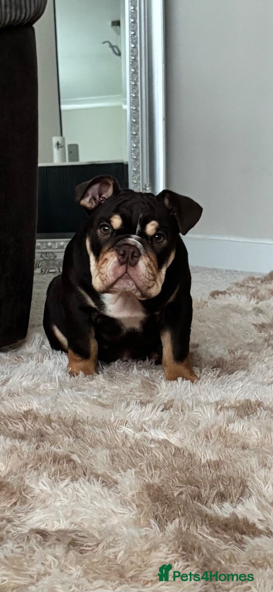English Bulldog dogs Chocolate and tan British/english bulldog female - Advert 14