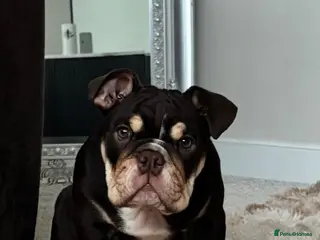 English Bulldog dogs Chocolate and tan British/english bulldog female - Advert 7