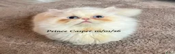 Munchkin cats for sale: Exceptional Quality & Rare Persian Napoleon Minuet - Advert 12