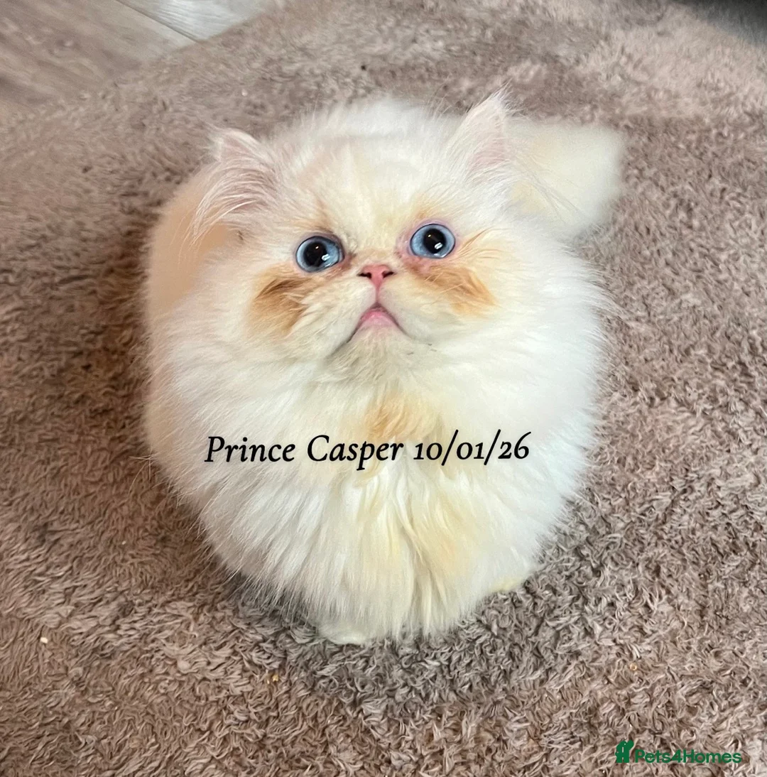 Munchkin cats for sale: Exceptional Quality & Rare Persian Napoleon Minuet - Advert 12