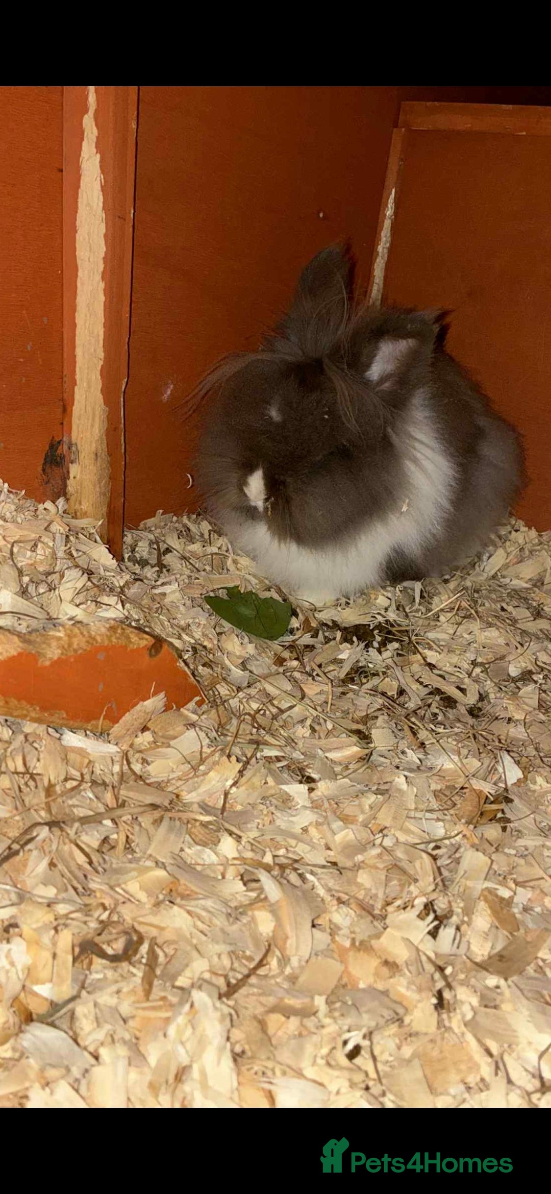 Lionhead rabbits for sale: Lionhead x angora rabbits  - Advert 6