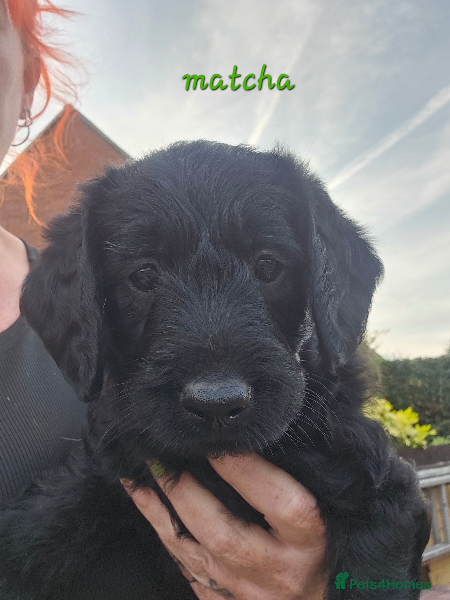 Labradoodle dogs Miniature labradoodle ready to leave now - Advert 3