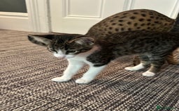 Savannah cats for sale: Savannah  - Image 6
