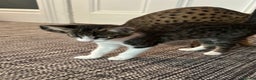 Savannah cats for sale: Savannah F2 Cross - Advert 6