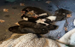 English Bull Terrier dogs for sale: ENGLISH BULL TERRIER LITTER PUPS - Image 6
